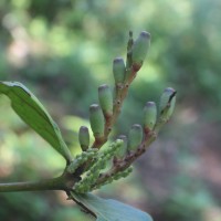 Dendrophthoe falcata (L.f.) Ettingsh.